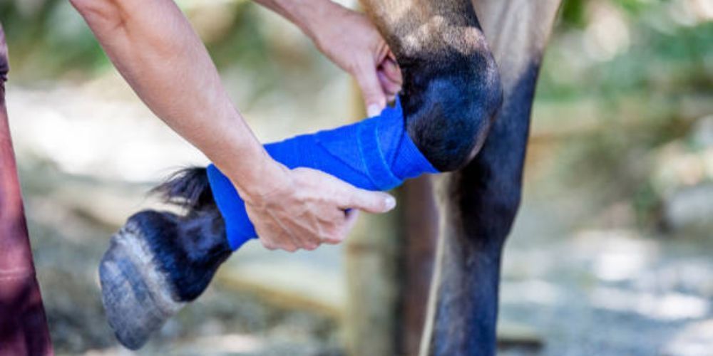 Horse Injury