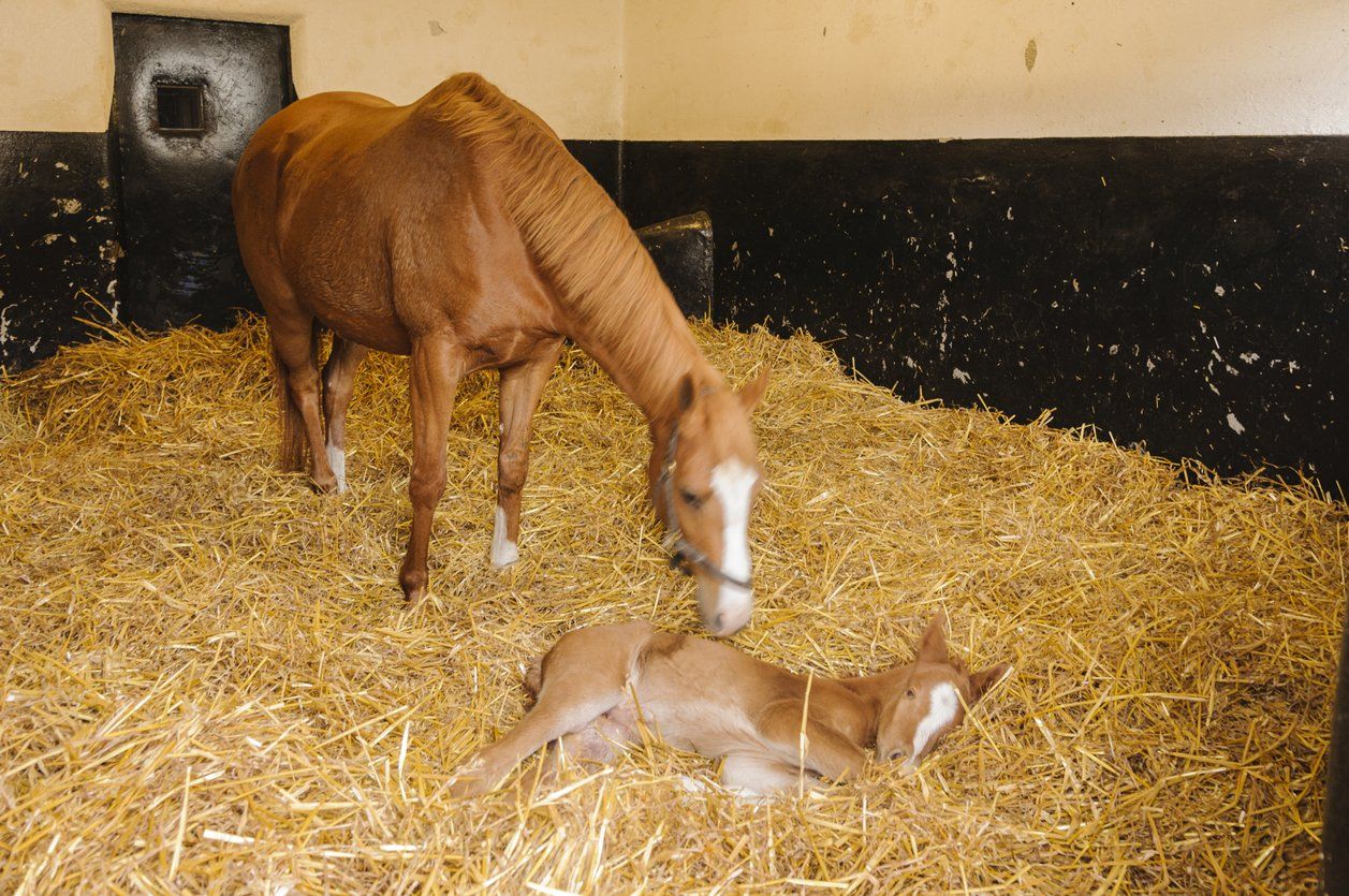 horse bedding