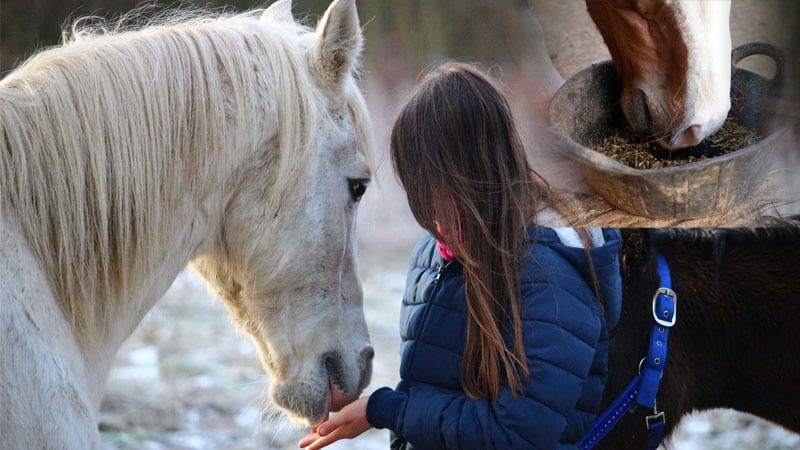 Horse Nutrition