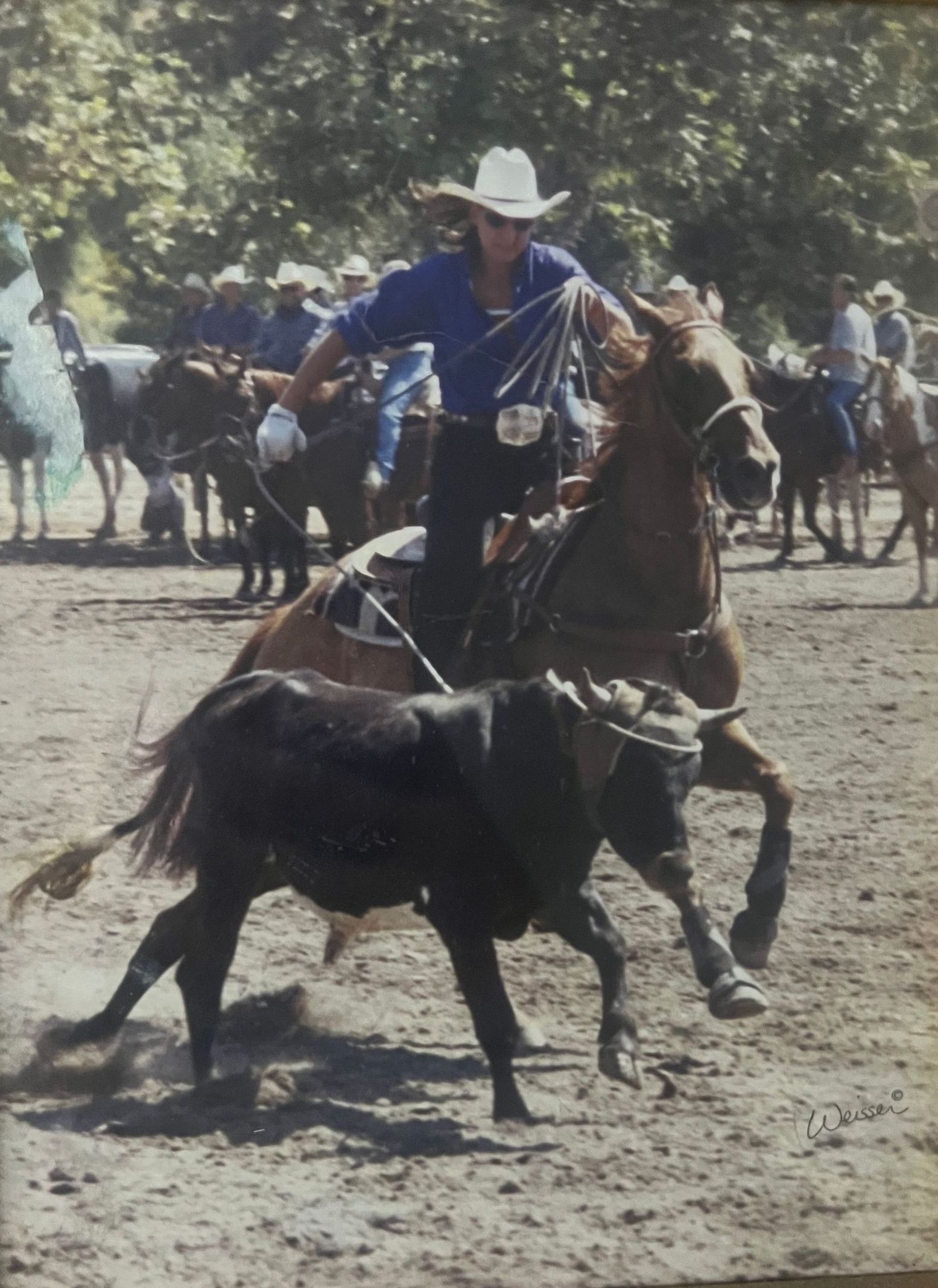 Cowboy on horseback roping a black calf at a rodeo.