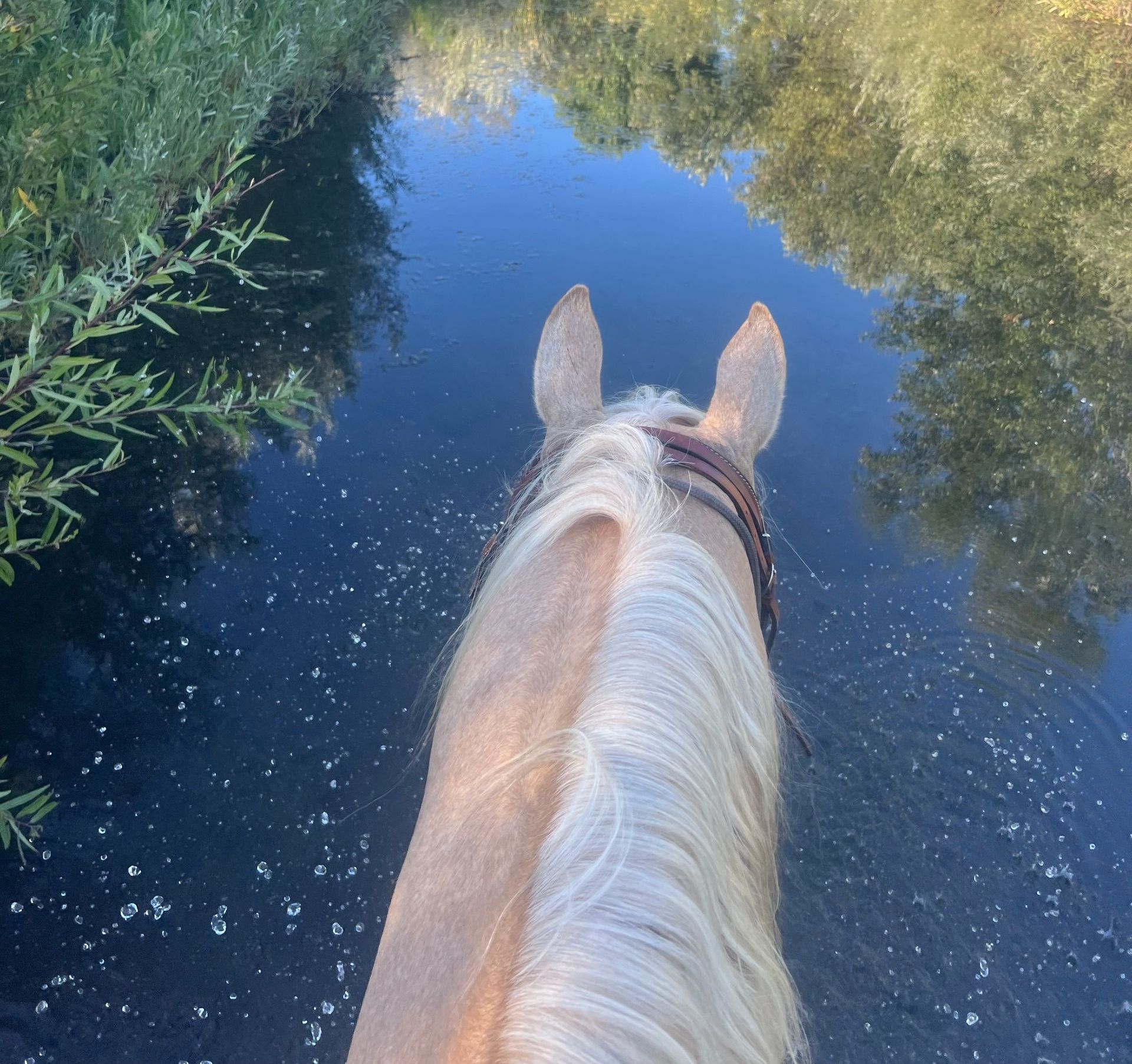Blonde horse wading in dark water, trees reflected on the surface.