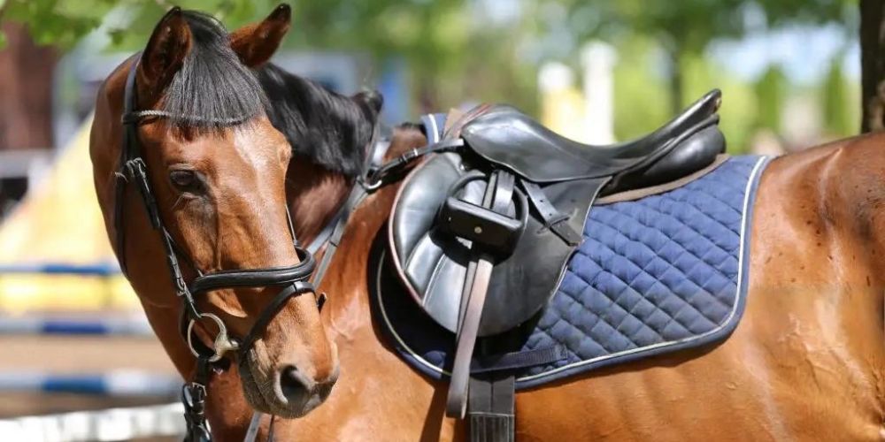 Leather Tack Bridle & Reins