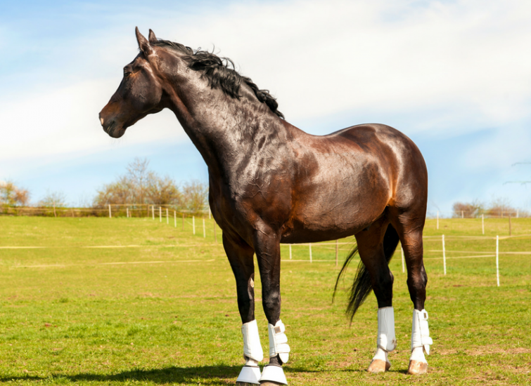 Horse Health