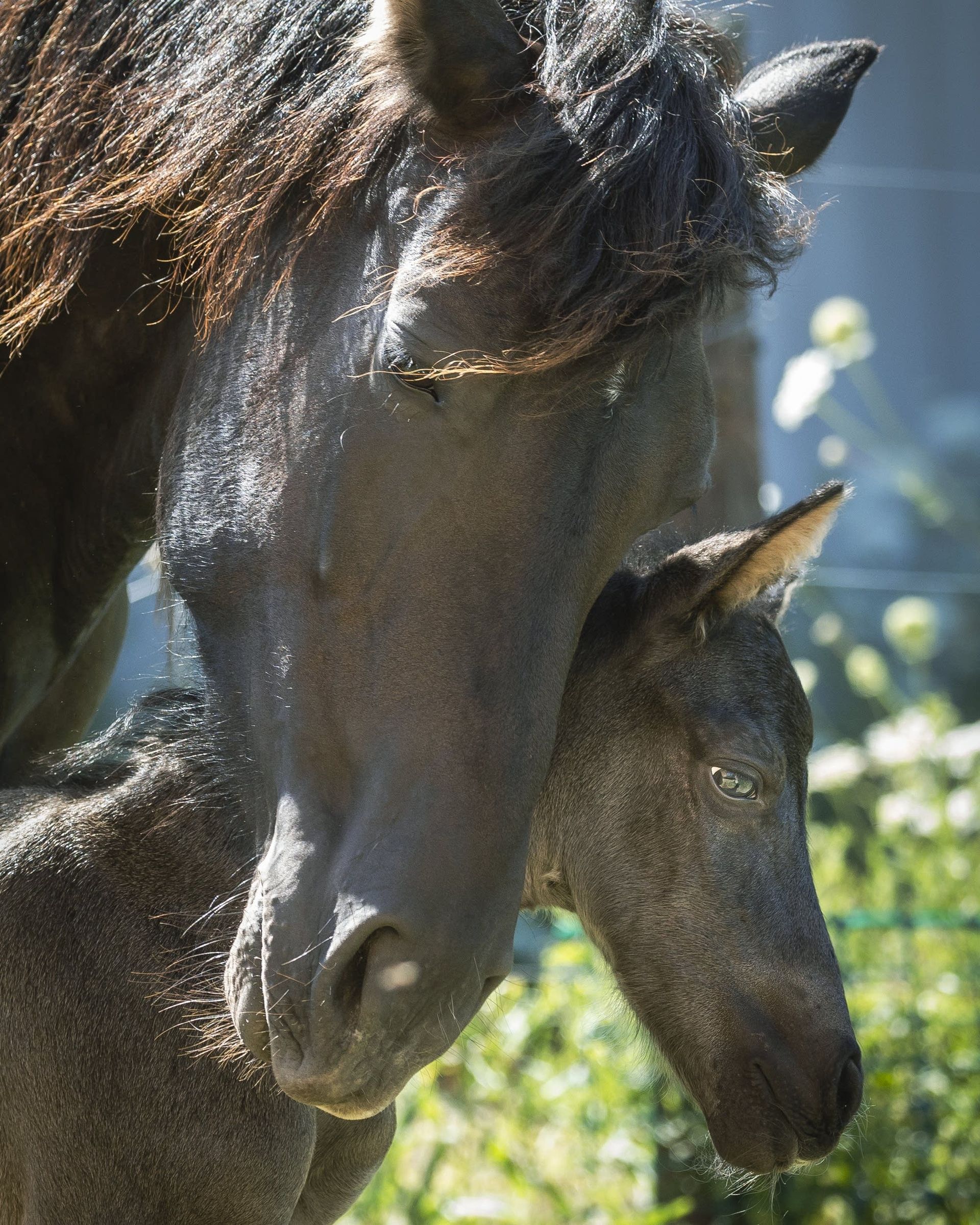 Horse Acessories