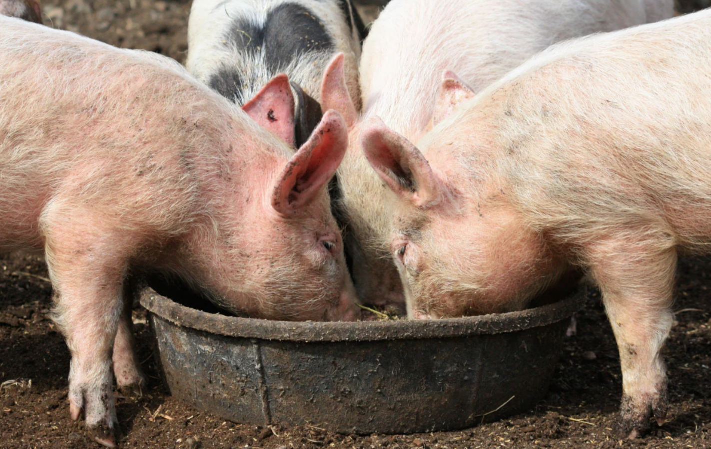 Pig Food