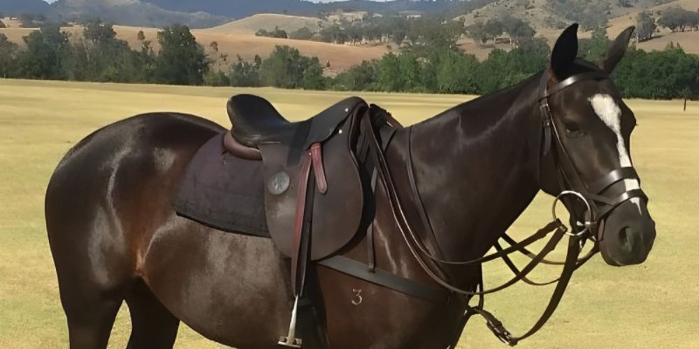 Polo Saddle