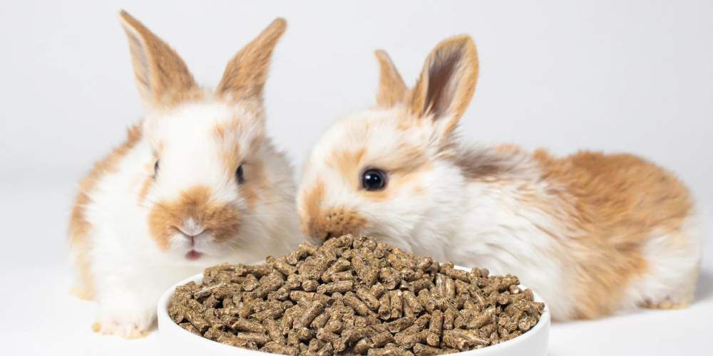 Rabbit Pellets