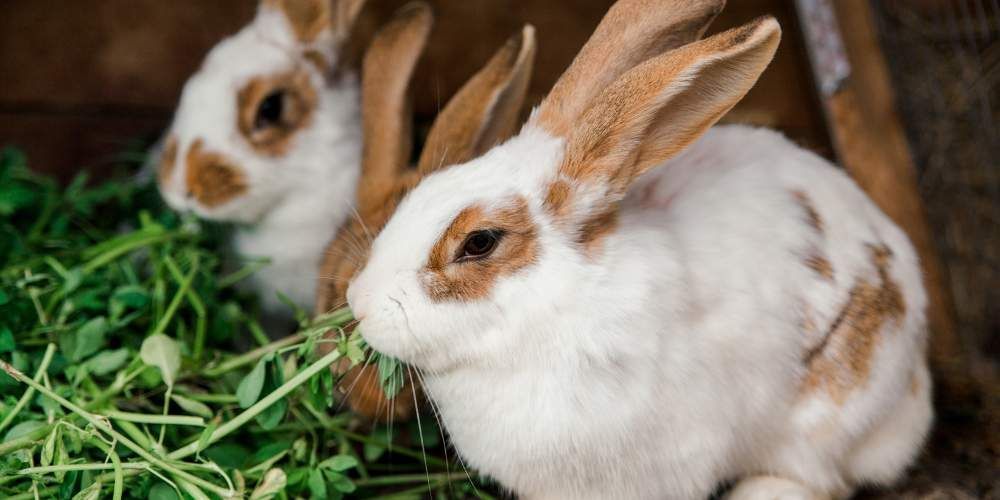 Rabbit's Natural Diet