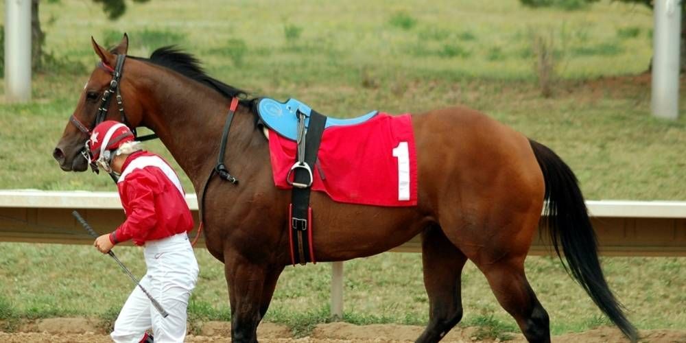 Racing Saddle