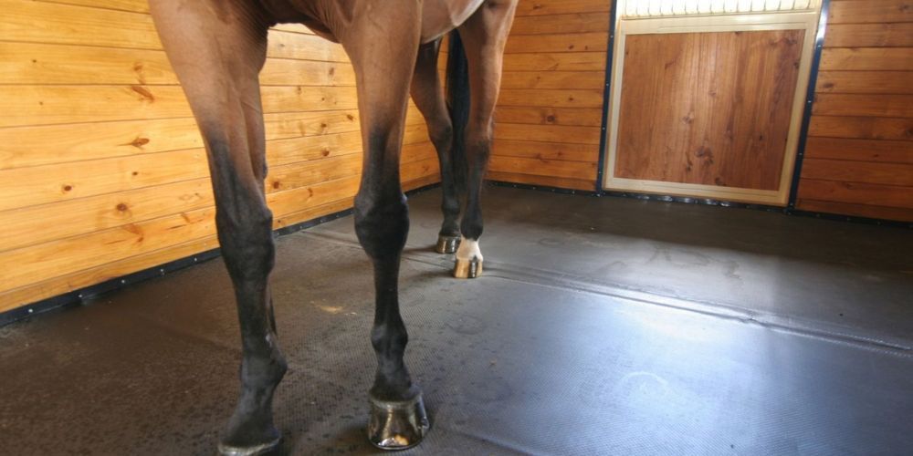 Horse's legs in a stall with wooden walls, on a dark floor. Legs are brown, with black lower legs and hooves.