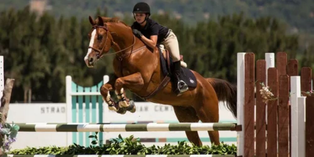 Safety Equipment for Horse