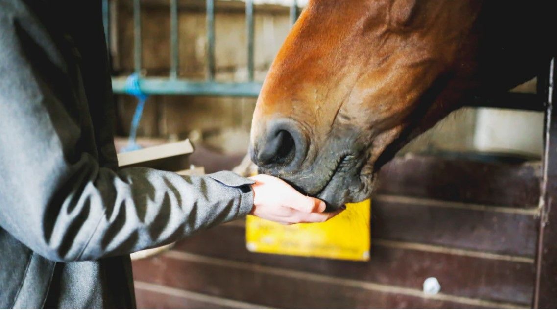 Equine Feed
