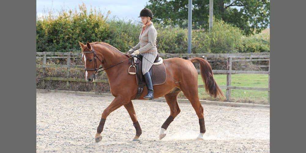Stirrupless Riding