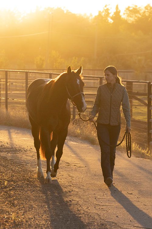 Equine Feed