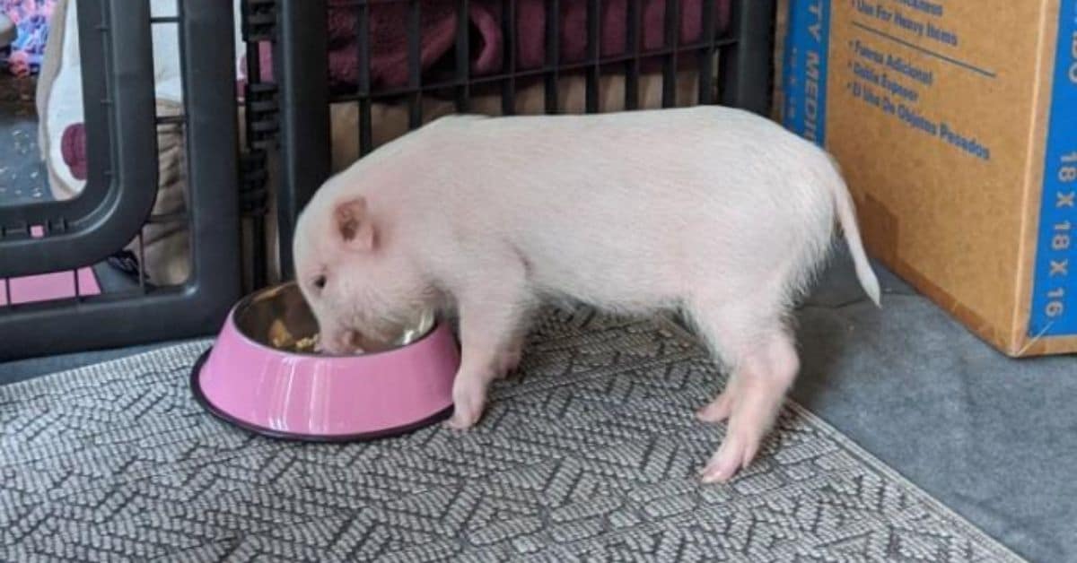 Pet Mini Pig Food