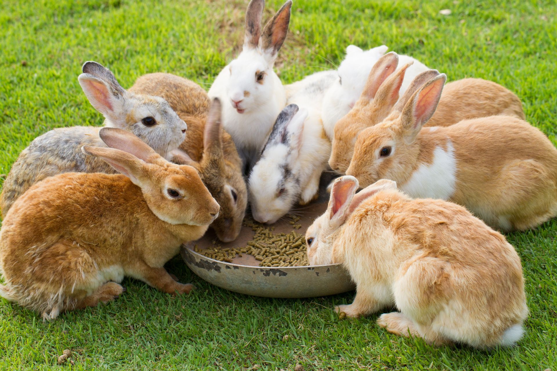 High Fiber Rabit Food
