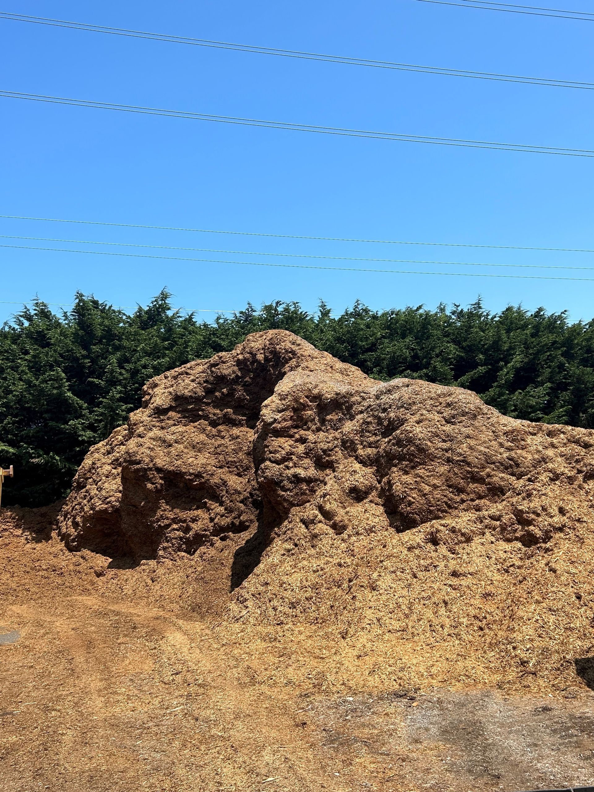 Pile of wood chips with a background of green trees and a blue sky.