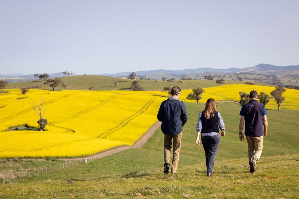 A group of people are walking through a field of yellow flowers.