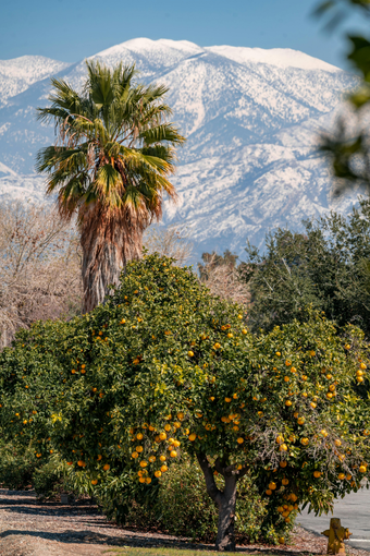 Palm tree and orange grove with snow-covered mountain in the background