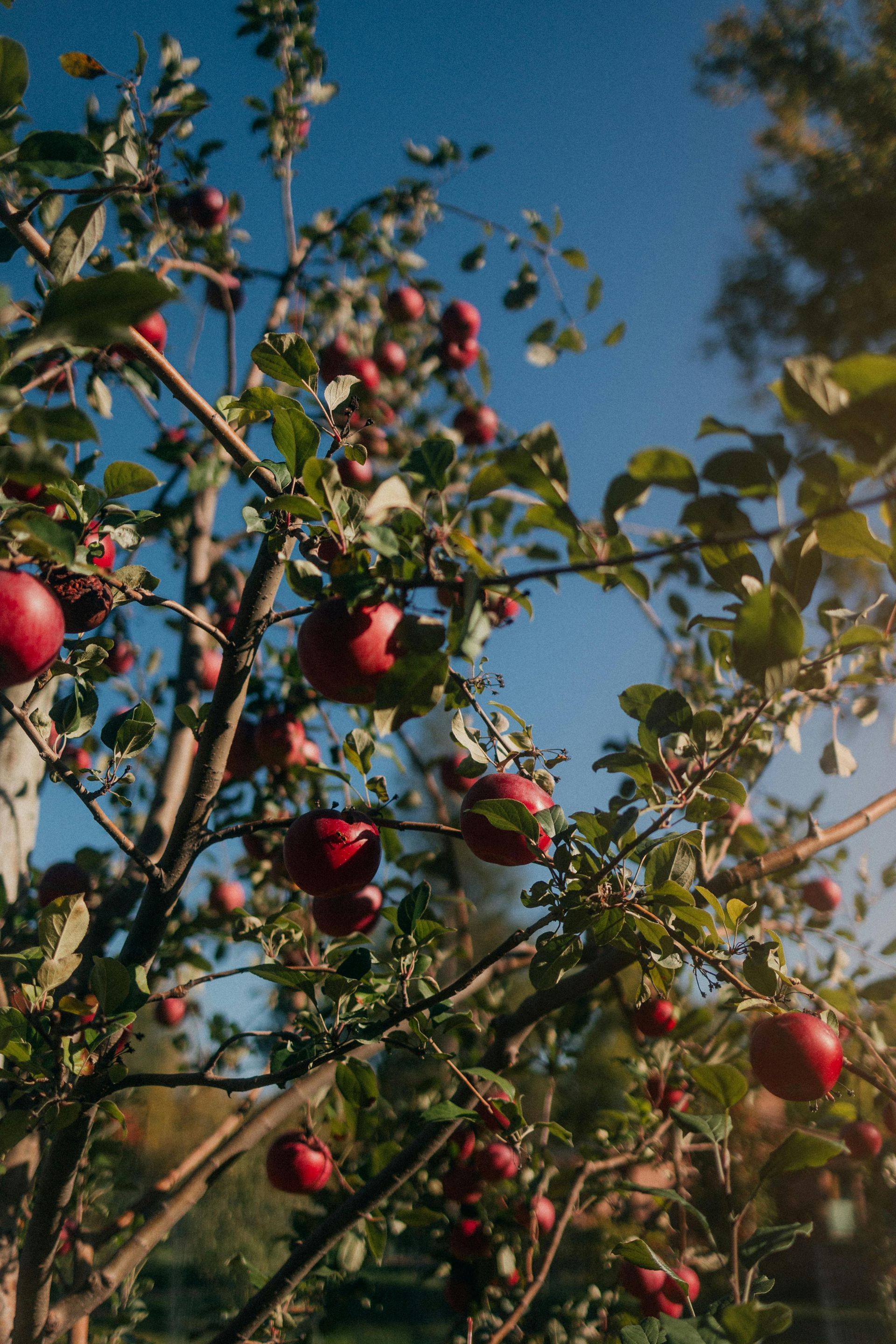 Apple tree branches with red apples against a blue sky