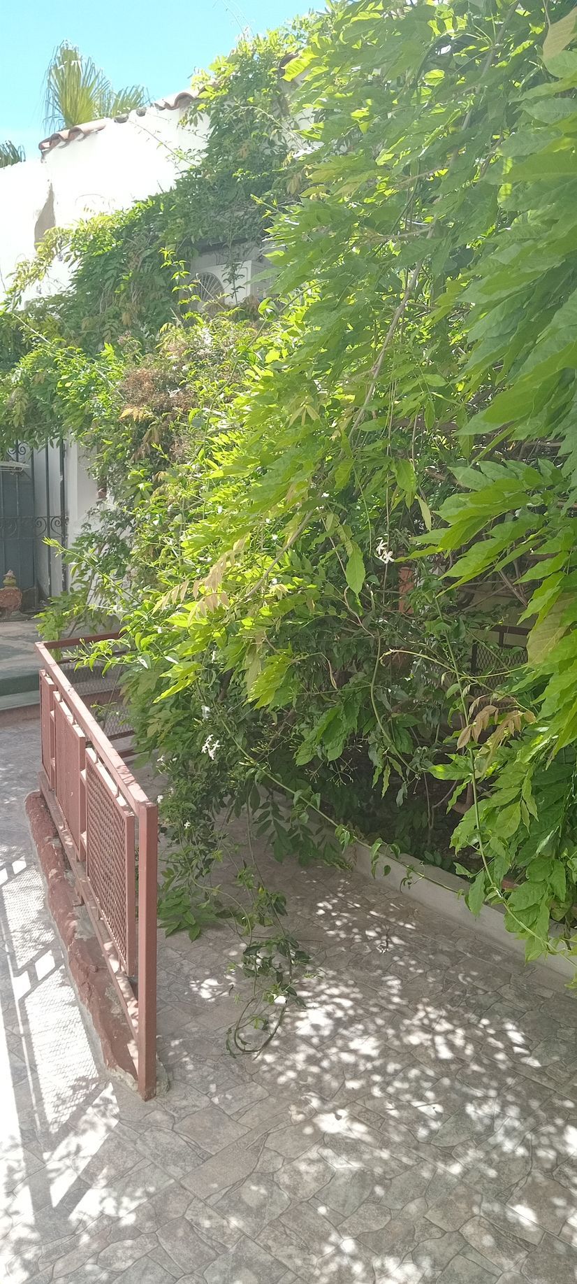 Sendero sombreado en el jardín junto a una puerta de metal roja y una densa vegetación verde.