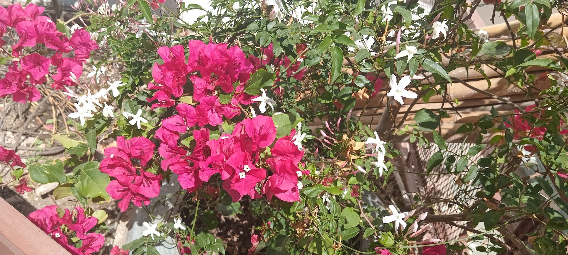 En un jardín, florecen buganvillas rosas con flores blancas entre el follaje verde.