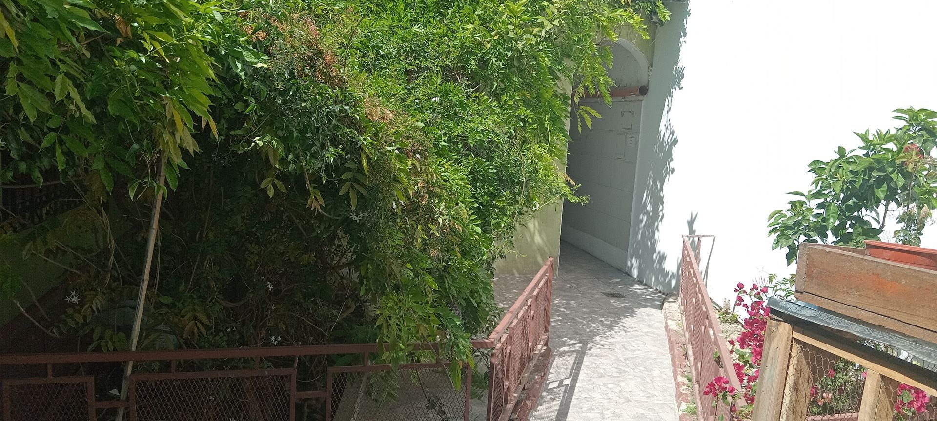 Un estrecho sendero de jardín junto a densos setos verdes y flores bañado por la luz del sol.