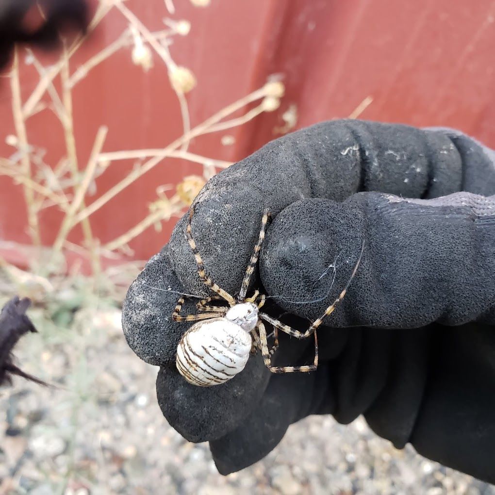 A person wearing a black glove is holding a spider