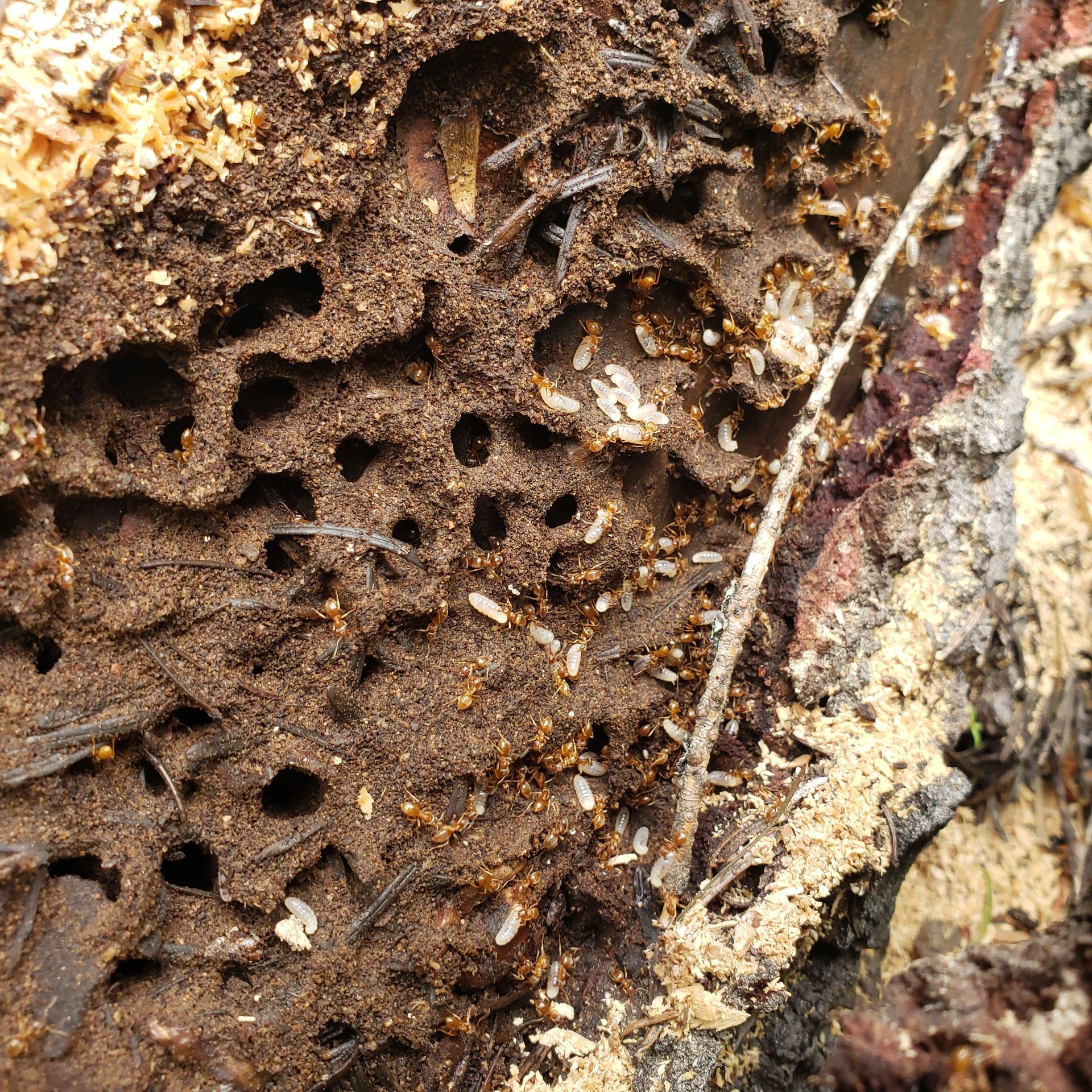 A group of termites are crawling on a piece of wood.