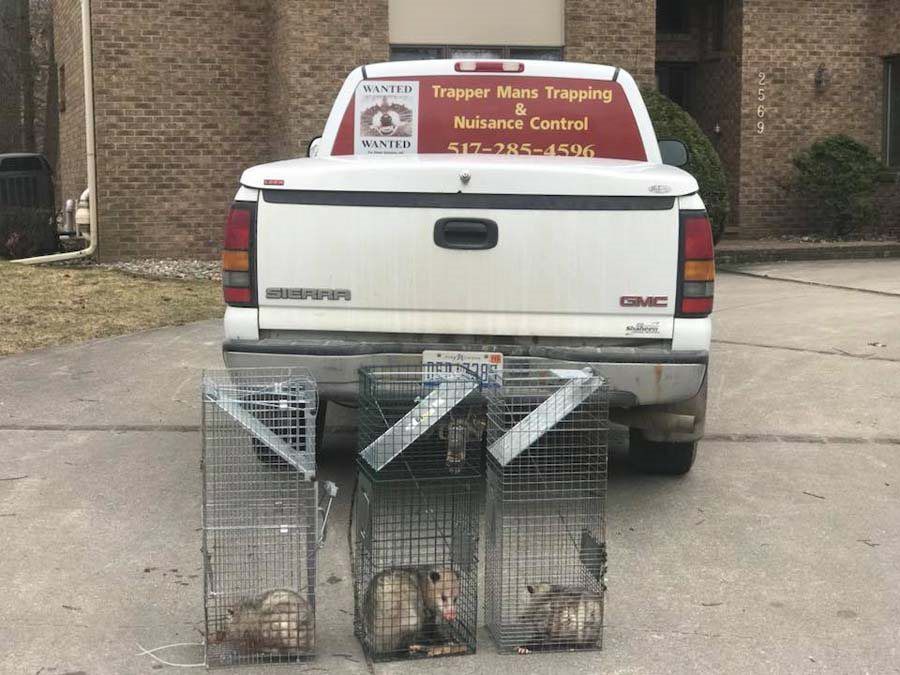 Three caged opossums in front of a white truck with pest control signage.