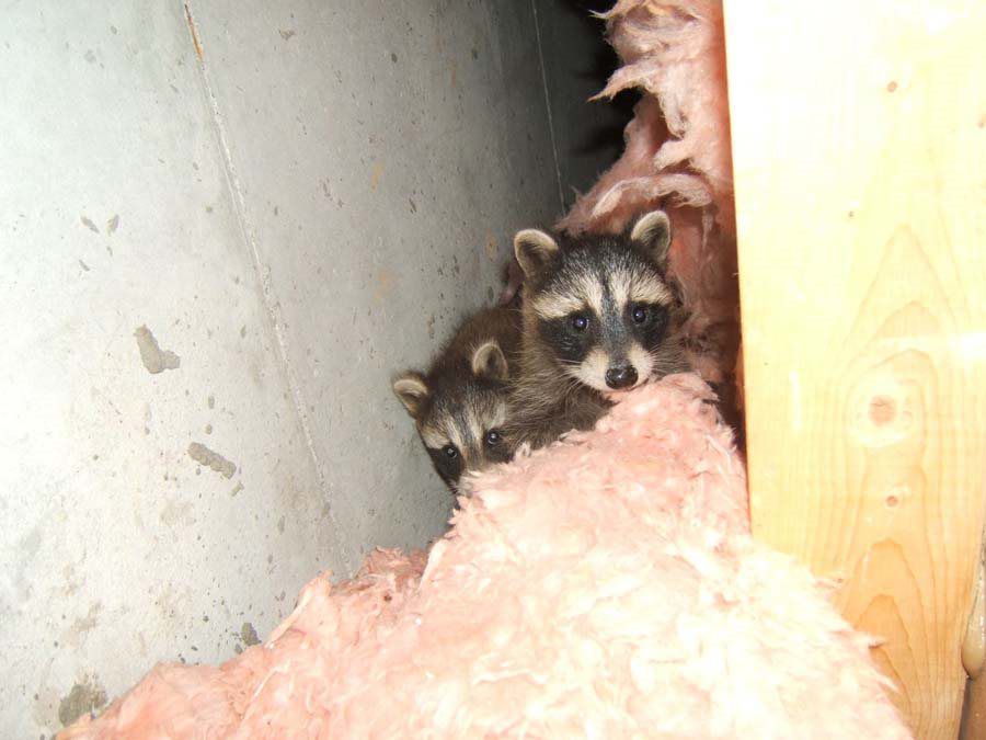Two raccoons peeking from hole in wall with pink insulation.
