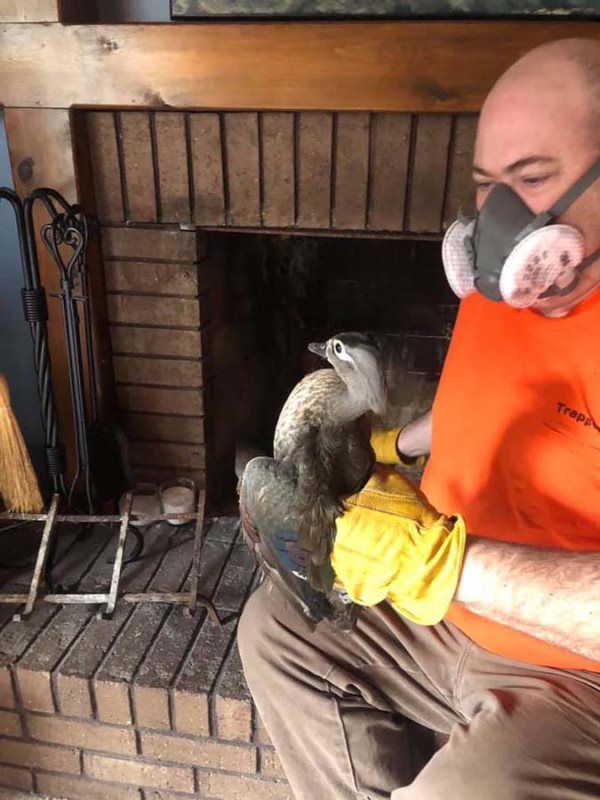 Man in mask and gloves removing a large bird from a fireplace.