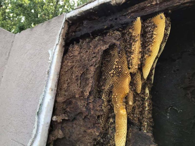 Honeycomb with bees inside a wall cavity. 