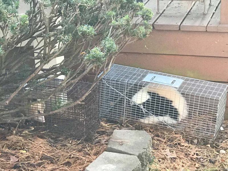 Skunk caught in a metal trap near a wooden deck and bushes. 