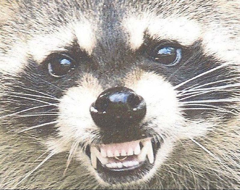 Close-up of a raccoon snarling, baring teeth.