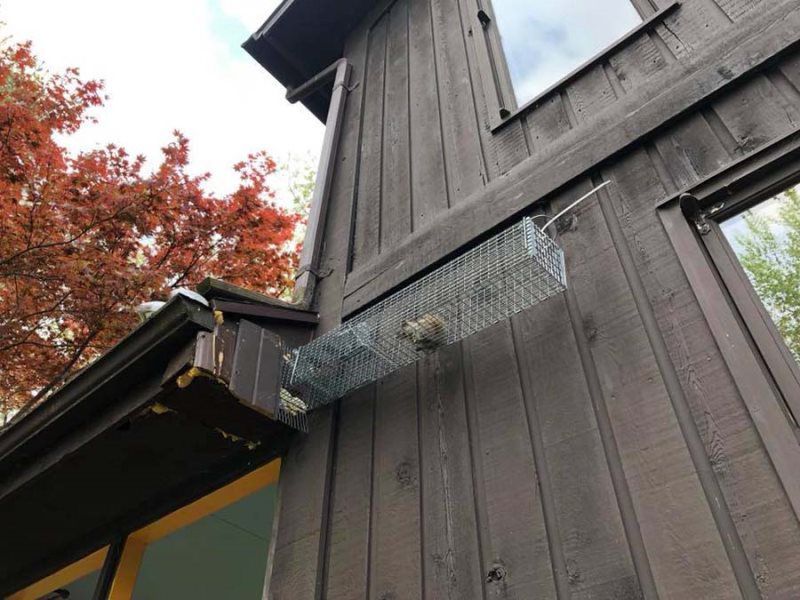 Exterior view of a brown wooden house with wire mesh installed to prevent access to an opening.