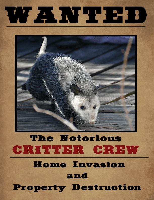 Wanted poster of an opossum.