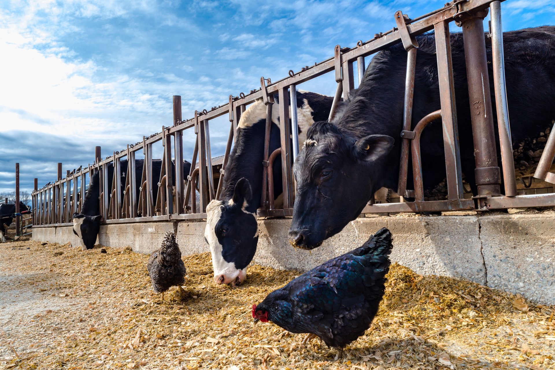 Cattle and chickens eating from a trough.