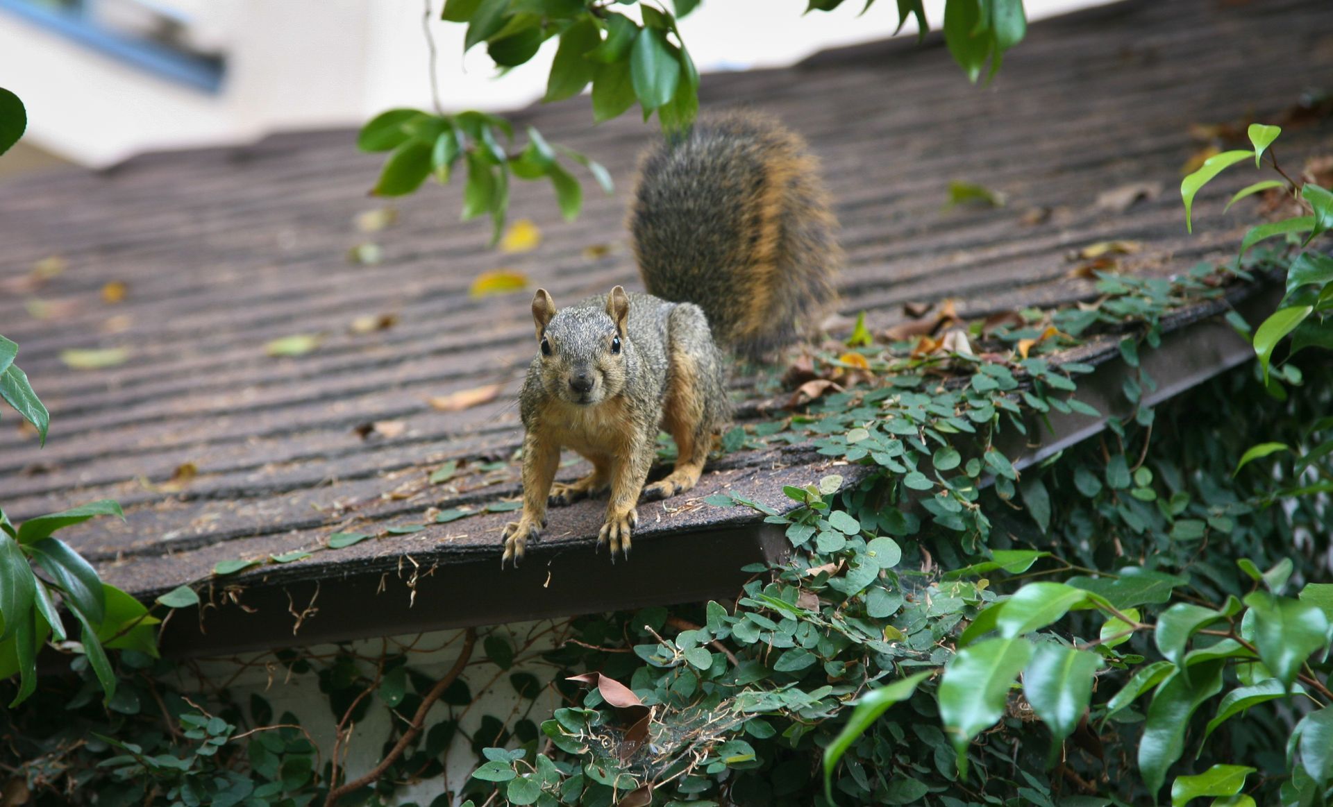 Squirrel on a brown rooftop surrounded by green vines and foliage.