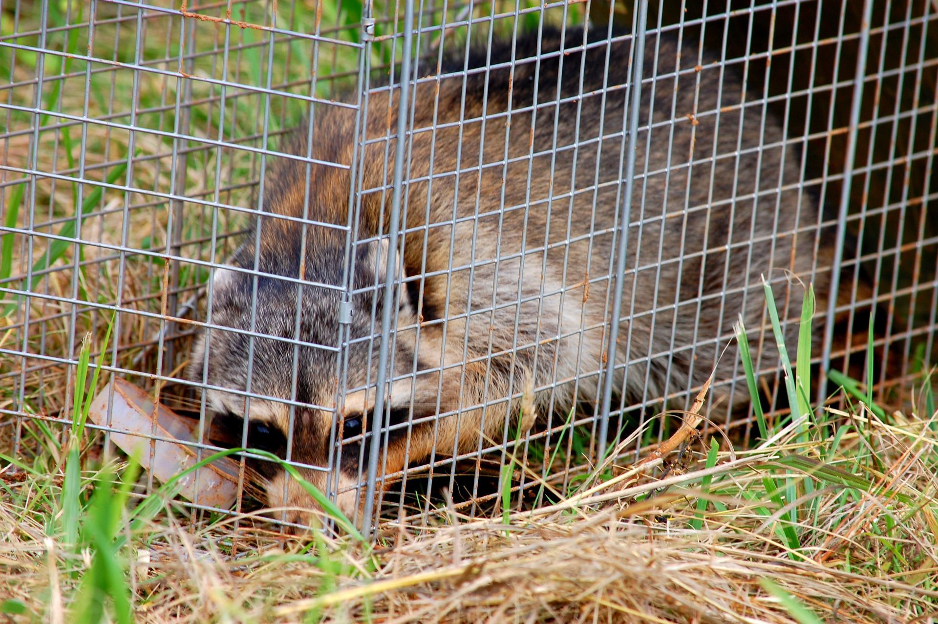Raccoon trapped in a metal cage outdoors.