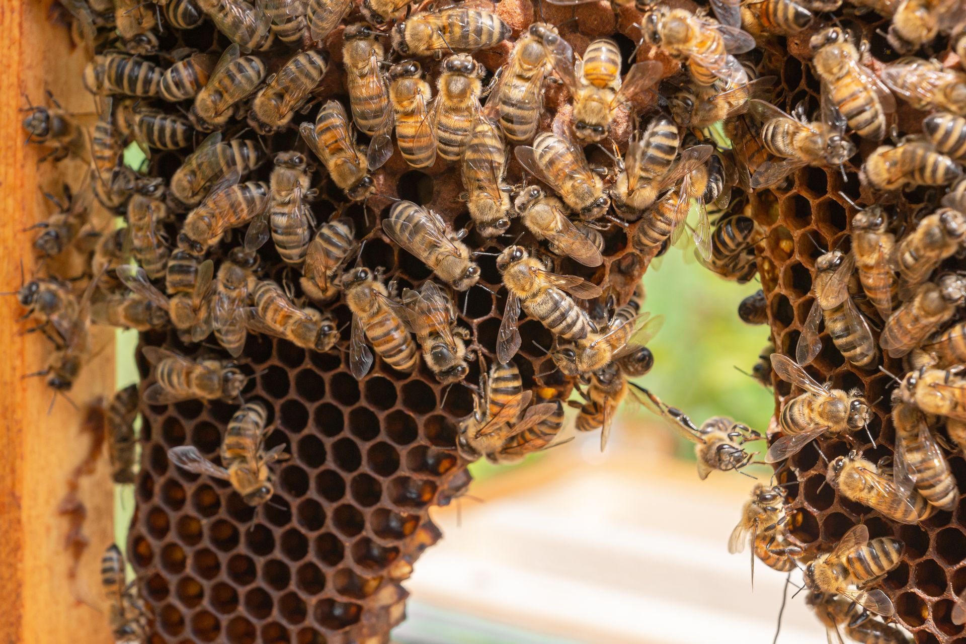 Bees swarming on honeycomb inside a wooden frame, foraging and building.
