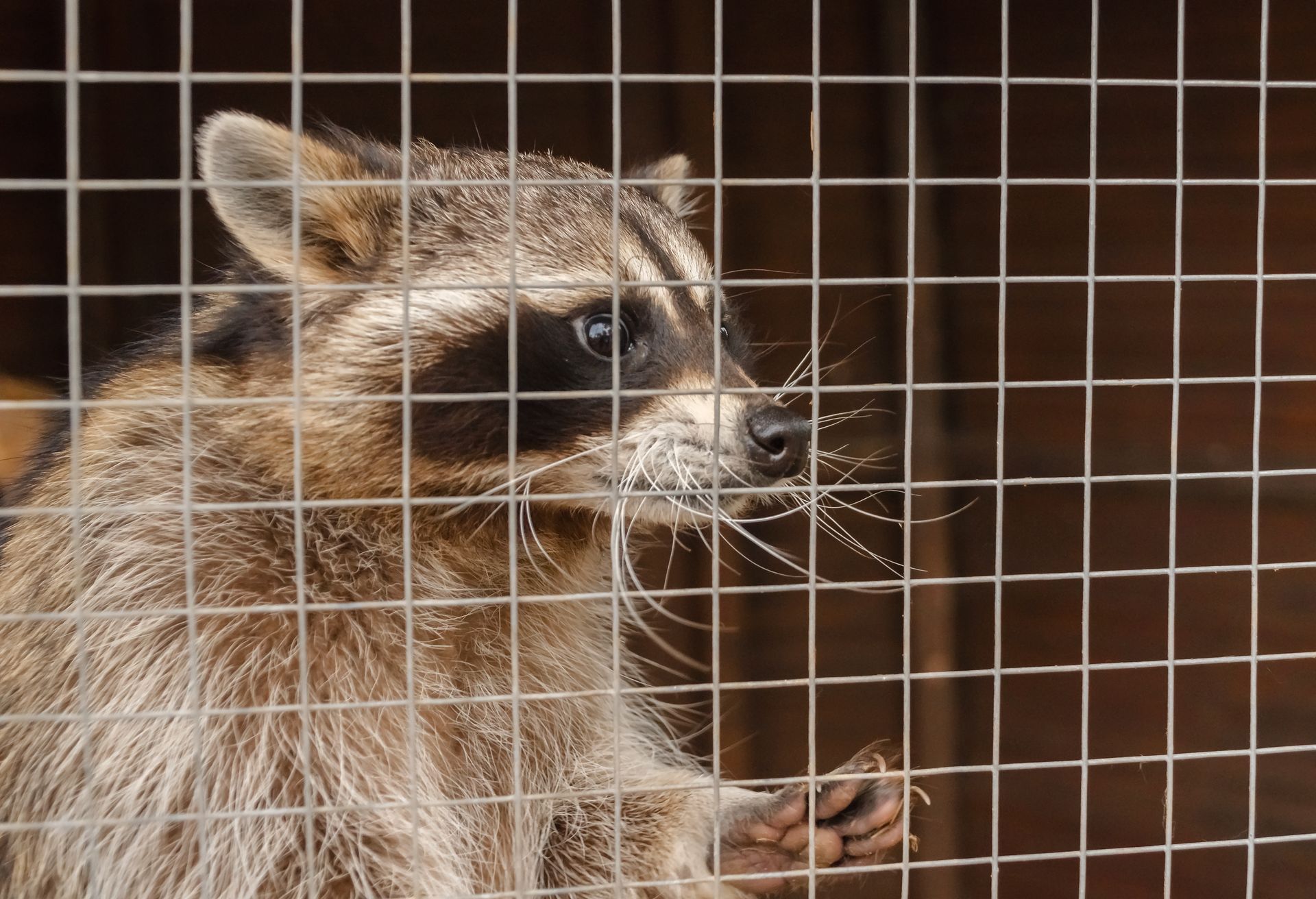 Raccoon behind a wire cage.