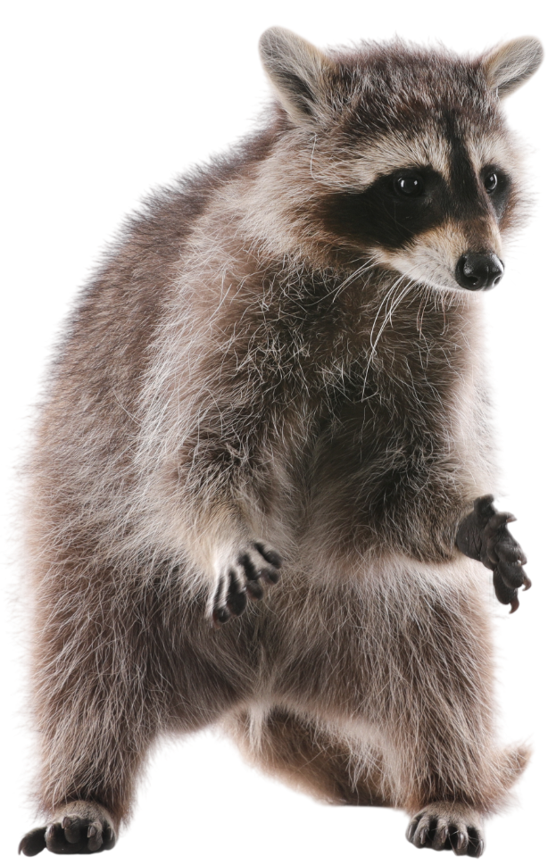 Raccoon standing upright.
