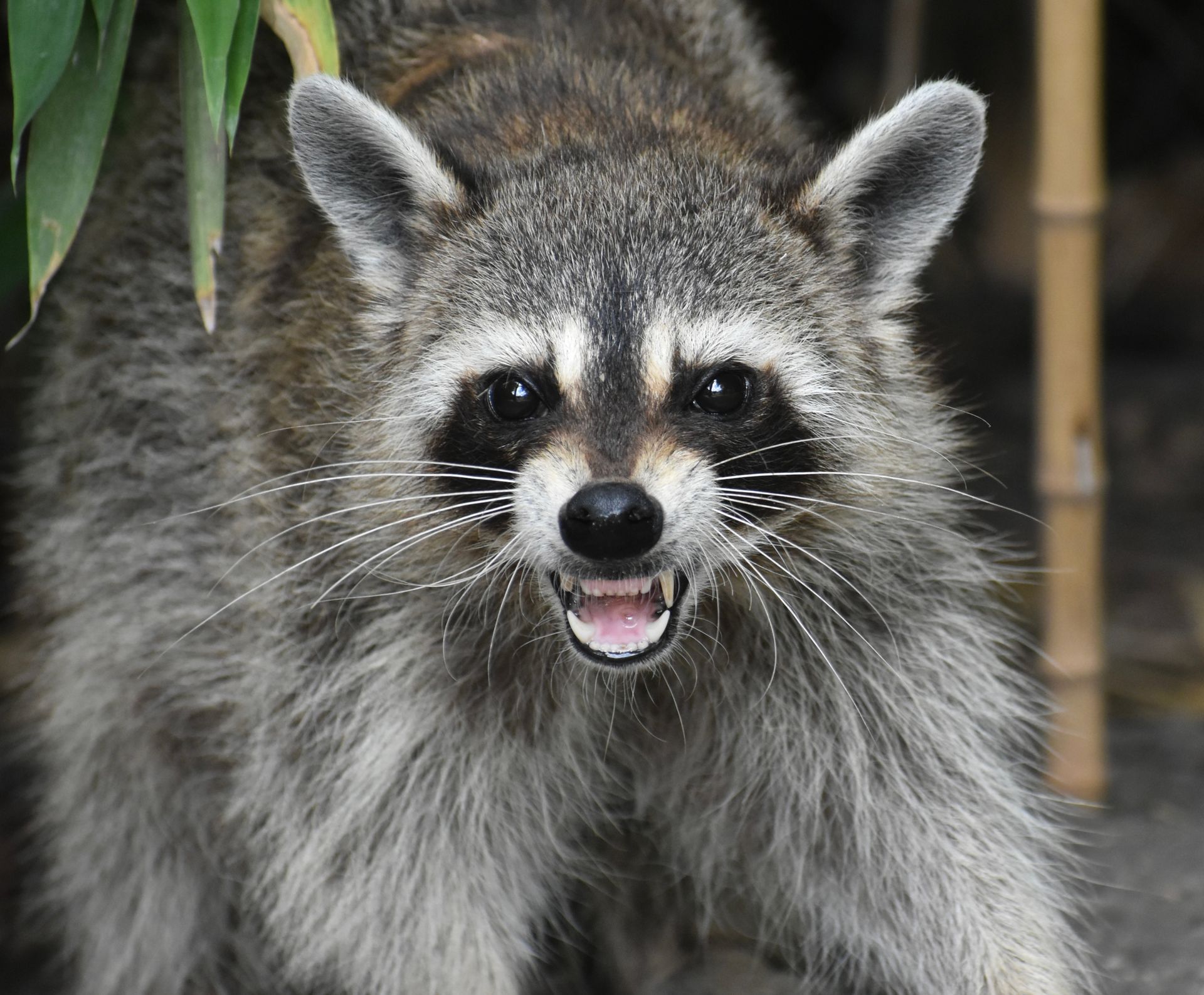 Raccoon with gray fur and bandit mask bares teeth in a defensive stance.