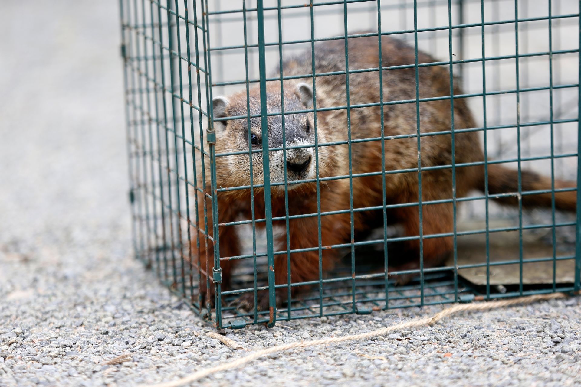Woodchuck trapped in a wire cage.