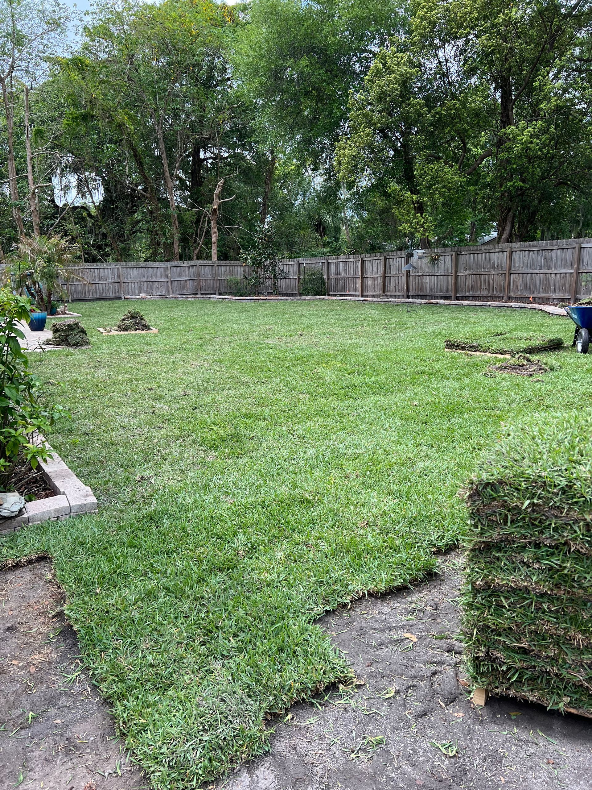 Green lawn being installed with sod rolls in a backyard with a wooden fence and trees in the background.