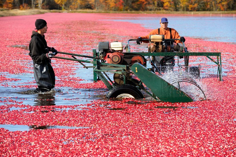 Cranberry Harvesting Using Machine — Wisconsin Rapids, WI — BDT INC Cranberry Harvesting Using Machine — Wisconsin Rapids, WI — BDT INC