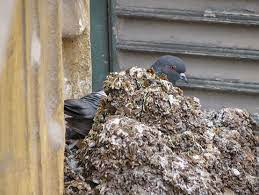 Pest Control near me