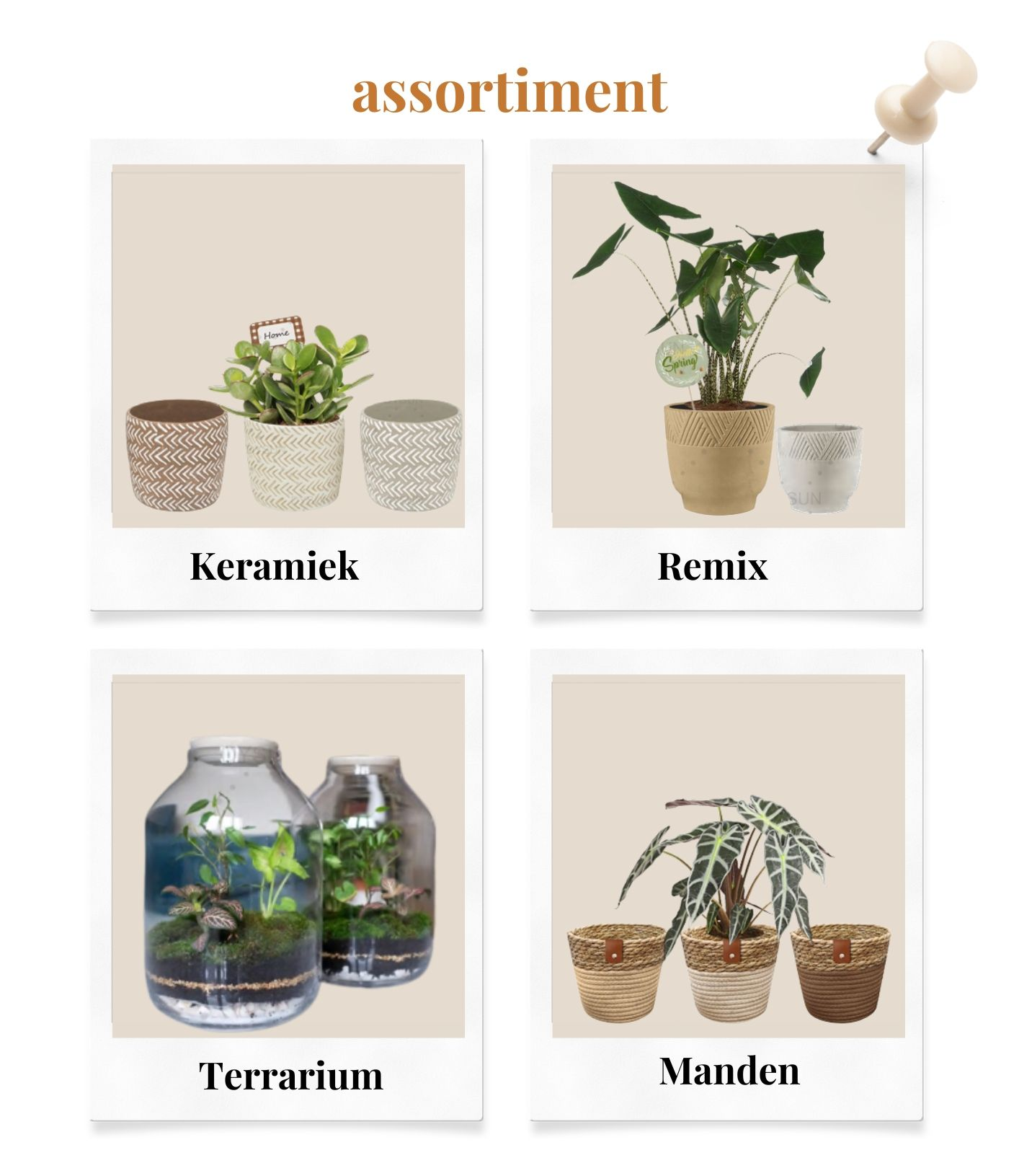 Overzichtstabel met vier soorten potplanten: Keramick, Remix, Terrarium en Manden.