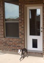 Dog running towards a white door with a pet door, next to a window; brick exterior.